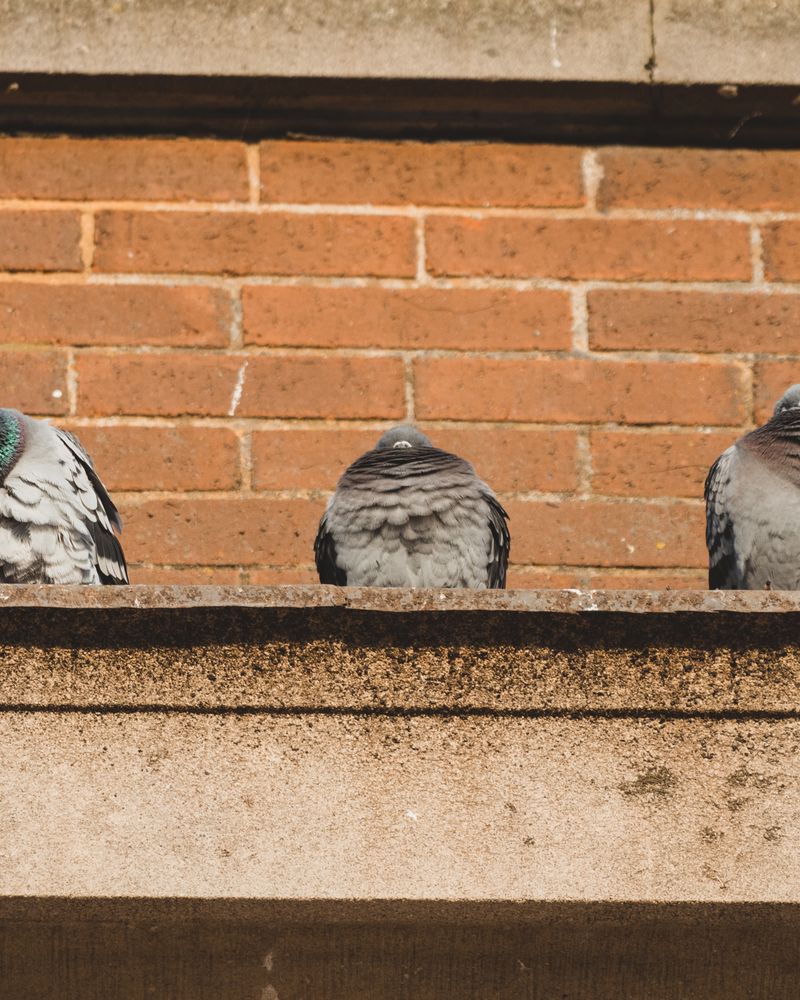 Pigeon Entry