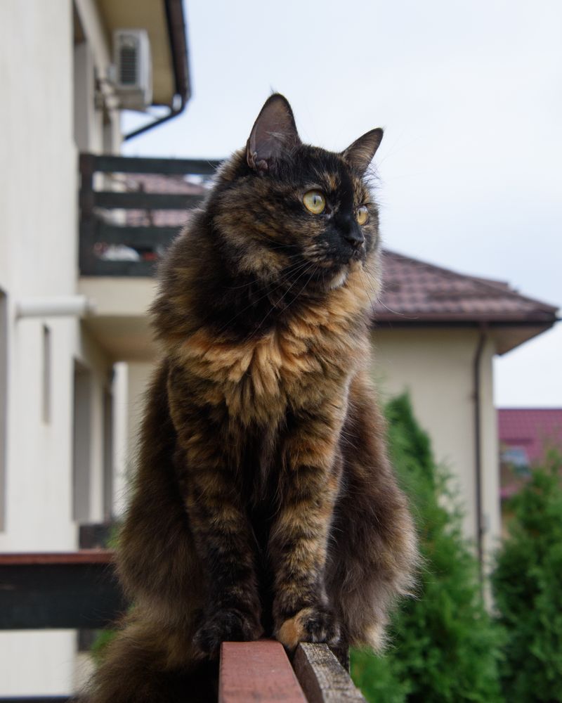 Pets Near Windows & Balconies